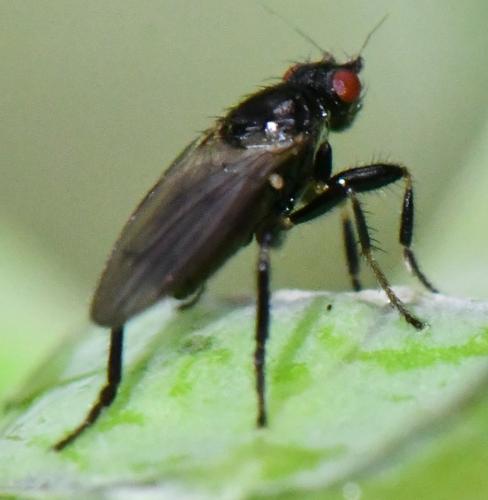 Réf. 315 275 : Crumomyia sp.
